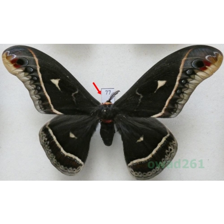 Eupackardia calleta (Westwood, 1853) male ex. ovo USA 114mm77